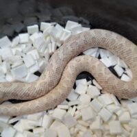 セイブシシバナヘビ(スノー)25CB メス