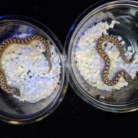 セイブシシバナヘビ(レッドhetアルビノ,50%セーブル)25CB オス