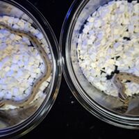 セイブシシバナヘビ(コンダhetアルビノ,50%セーブル)25CB オス