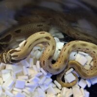 セイブシシバナヘビ(コンダhetアルビノ,50%セーブル)25CB オス