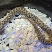 セイブシシバナヘビ(アザンhetアルビノ)25CB オス