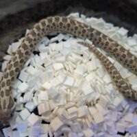 セイブシシバナヘビ(アザンhetアルビノ)25CB オス