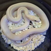 ブラックラットスネーク(リューシスティック)約60cm メス