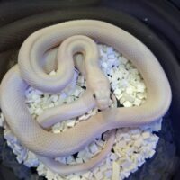 ブラックラットスネーク(リューシスティック)約60cm メス