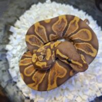 ボールパイソン(GHIウルトラメル hetパイ)25CB オス