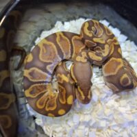 ボールパイソン(GHIウルトラメル hetパイ)25CB オス