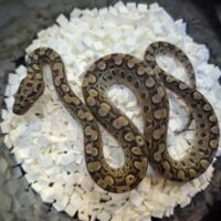 アルゼンチンレインボーボア(25CB)ペア