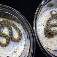 アルゼンチンレインボーボア(25CB)ペア