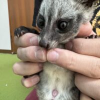 パームシベット(hetリューシ)国内CB メス(No.1) 10月生まれ