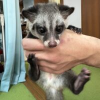 パームシベット(hetリューシ)国内CB オス 10月生まれ