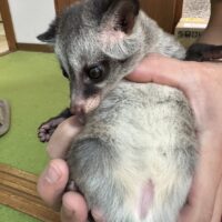 パームシベット(hetリューシ)国内CB オス 10月生まれ