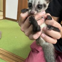 パームシベット(hetリューシ)国内CB メス(No.2) 10月生まれ