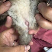 パームシベット(hetリューシ)国内CB メス(No.2) 10月生まれ