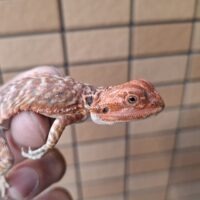 フトアゴヒゲトカゲ（ダークレッドクロスレザーバック）25CB