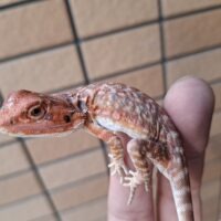 フトアゴヒゲトカゲ（ダークレッドクロスレザーバック）25CB