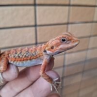 フトアゴヒゲトカゲ（ダークレッドクロストランスレザーバック）