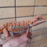 フトアゴヒゲトカゲ（ダークレッドクロストランスレザーバック）