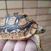 ヒョウモンリクガメ（甲長約5,5cm）