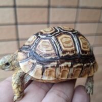 ヒョウモンリクガメ（甲長約5,5cm）