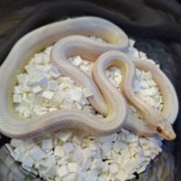 コーンスネーク（スノーストライプ）約50cm