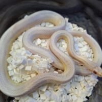 コーンスネーク（スノーストライプ）約50cm