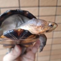 ホオアカドロガメ(甲長約12,5cm)WC オス