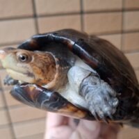 ホオアカドロガメ(甲長約12,5cm)WC オス