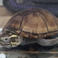 ミシシッピドロガメ（甲長約7cm）CB オス