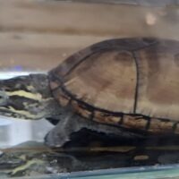 ミシシッピドロガメ（甲長約7cm）CB オス