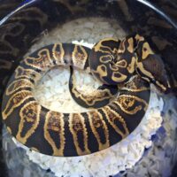 ボールパイソン(GHI het クラウン)25CB オス