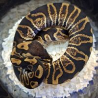 ボールパイソン(GHI het クラウン)25CB オス