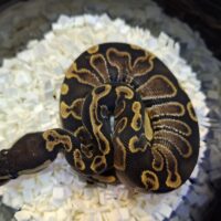 ボールパイソン(GHI hetパイ,66%hetウルトラメル)25CB オス