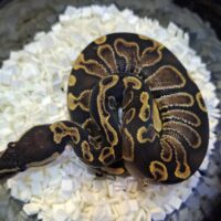 ボールパイソン(GHI hetパイ,66%hetウルトラメル)25CB オス