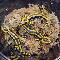 テレストリスファイアサラマンダー