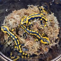 テレストリスファイアサラマンダー