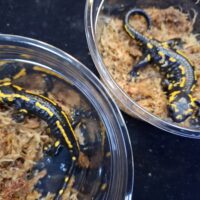 テレストリスファイアサラマンダー（アダルトサイズ）