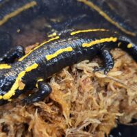 テレストリスファイアサラマンダー（アダルトサイズ）