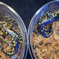 クレスポイファイアサラマンダー（アダルトサイズ）