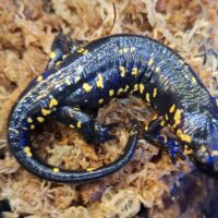 クレスポイファイアサラマンダー（アダルトサイズ）