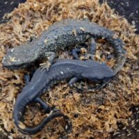 シナコブイモリ