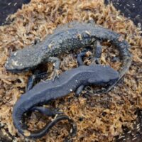 シナコブイモリ