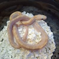 ブラックラットスネーク(ホワイトサイドラベンダー)