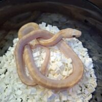 ブラックラットスネーク(ホワイトサイドラベンダー)