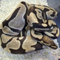 ボールパイソン(デザートゴースト)約900g オス
