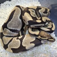 ボールパイソン(デザートゴースト)約900g オス