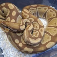 ボールパイソン(ウルトラメル)約1,5kg メス