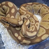 ボールパイソン(ウルトラメル)約1,5kg メス
