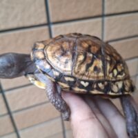 トウブハコガメ(甲長約9cm)個体B