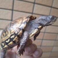 トウブハコガメ(甲長約9cm)個体B