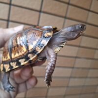 トウブハコガメ(甲長約9cm)個体A